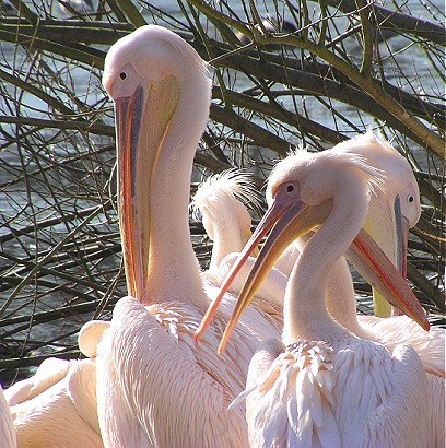 pelicans