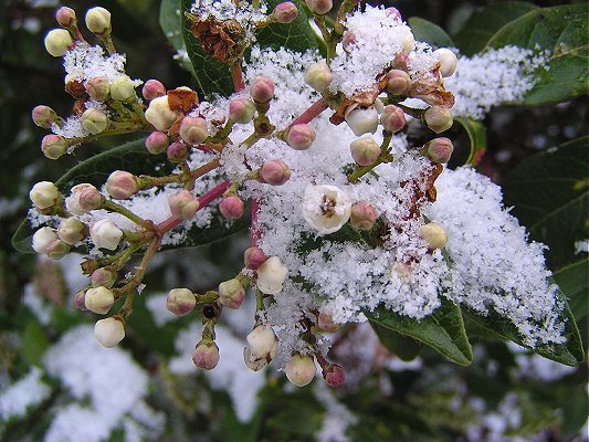 viburnum en sneeuw