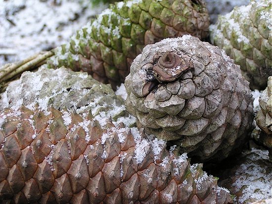 denneappels met eerste sneeuw