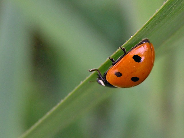 Creeping Animals...!!! - Virtual University of Pakistan